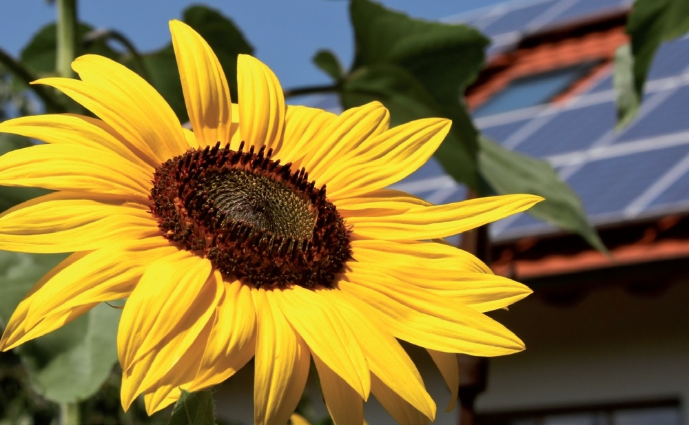 Sonnenblume